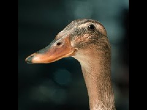 VOM ENDE DER MENSCHHEIT - Trailer Deutsch German (2025) / Uraufführung Filmfestival Max Ophüls Preis