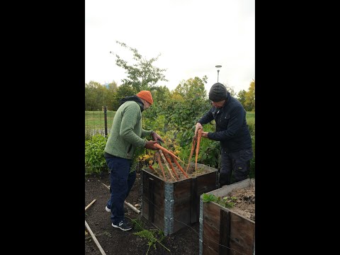 Skörd av långa morötter