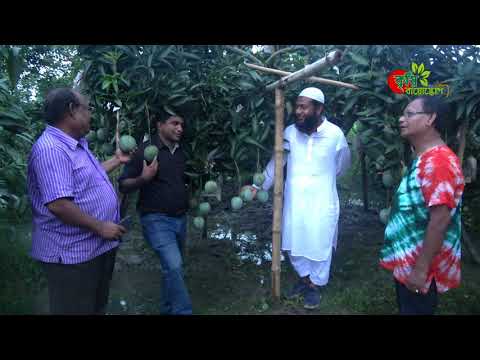 গৌড়মতিঃ বাংলাদেশের অন্যতম সেরা আম