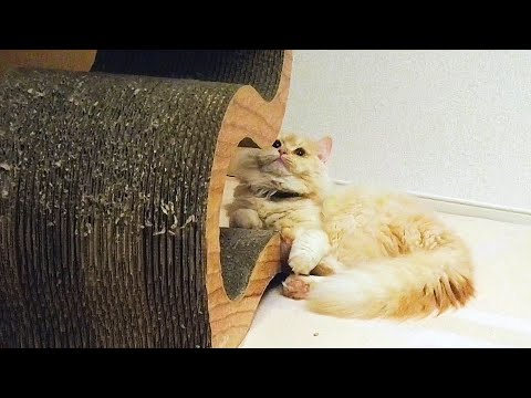 猫用おうち首輪　つむぎ