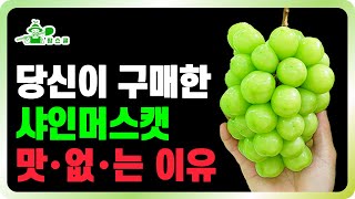 샤인머스캣이 망해가는 이유 ㅣ 맛있는 샤인머스캣 고르기 ㅣ 17브릭스