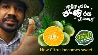 How Citrus ( Sour Orange ) becomes sweet...