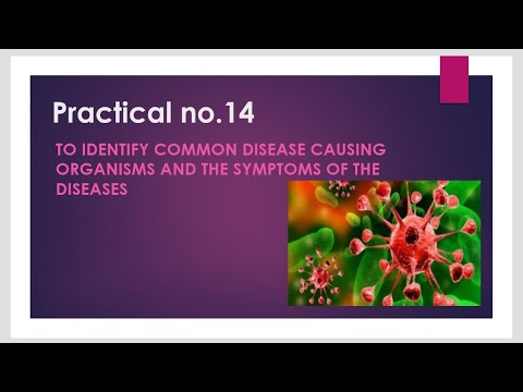 Class 12 Biology practical no.14 ll To identify  common disease causing organisms and it's symptoms