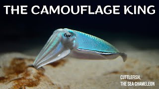 Cuttlefish , The king of disguise shorts #wildlife #animal