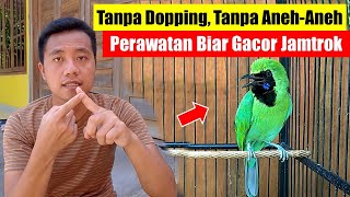 Download lagu How to Care for a Cucak Ijo Bird So It Sings Well || How to Care for a Cucak Ijo Bird So It Sings... mp3