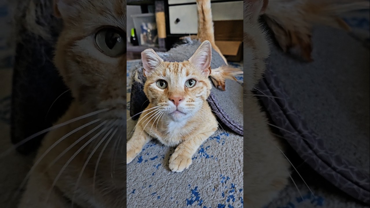 Tony Stark, a ADOPTABLE Domestic Short Hair in San Diego, CA video 6/6