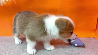 コーギーの動画01