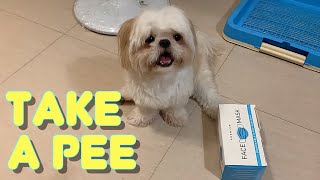 Teaching A Shih Tzu Dog How To Pee On Command | Behind The Scenes