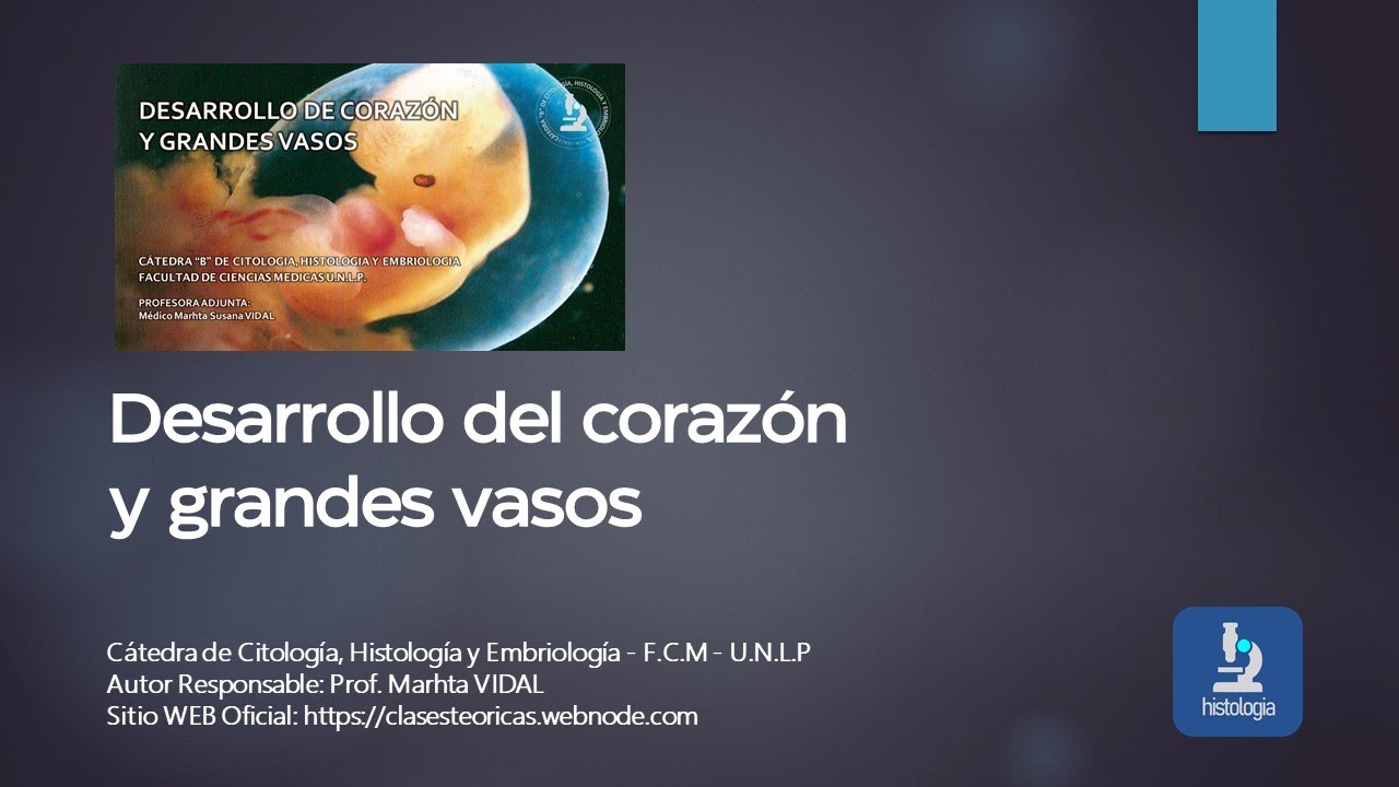 DESARROLLO DE CORAZON Y GRANDES VASOS