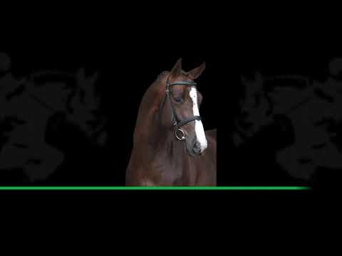 New Pleasure VDL (For Pleasure x Diamant de Semilly) met Christel Kalf in IJselmuiden 2022