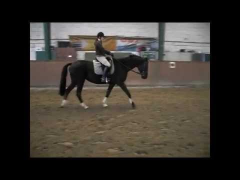 Hannoveraner Pferdezucht Hof Dammann Dauelsen