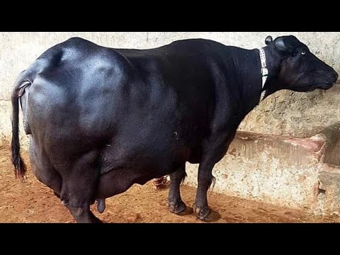 Watch nili Ravi buffalo for sale in Punjab Pakistan on YouTube/28/9/2022/03480678468/