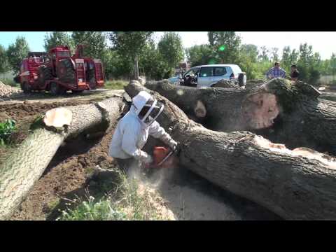 comment traiter un tronc d'arbre