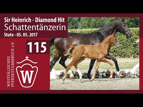 115 Schattentänzerin  Stute v. Sir Heinrich - Diamond Hit