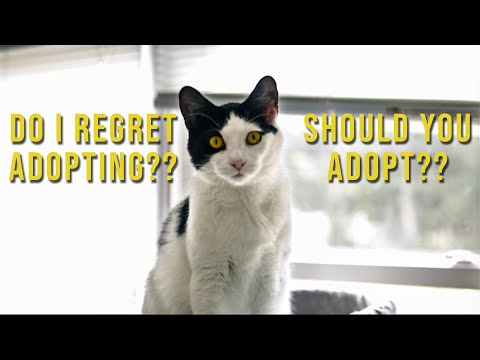 Adopting 2 Cats (One Year Later)