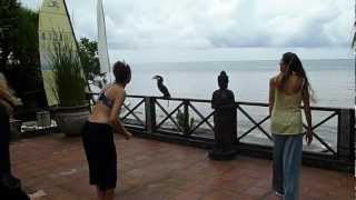 preview picture of video 'Wreathed Hornbill joins Qigong Retreat at Villa Boreh in Bali'
