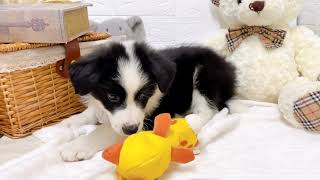 ボーダーコリーの動画01