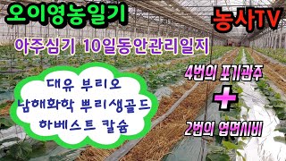 오이뿌리활착중요성, 아주심기 10일 동안 관리 일지, 4번의 포기관주와 2번의 엽면시비, 포기관주 할때 대유…