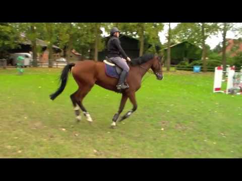 5yo Valentino mare *SOLD*