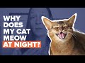 5 Reasons Your Cat Won T Stop Meowing At Night How To Stop It