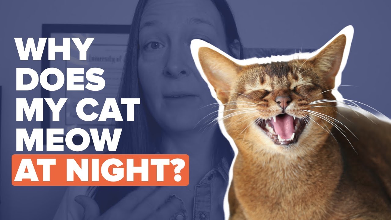 5 Reasons Your Cat Won’t Stop Meowing At Night & How To Stop It