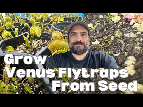 How To Grow Venus Flytraps From Seed. No Nonsense And Straight To The Point Guide! 