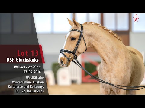 Winter Online-Auktion Lot 13 DSP Glückskeks Wallach v. Golden West - FS Champion de Luxe