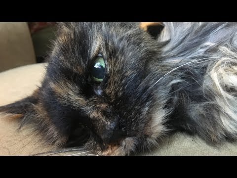 Worlds Greatest Kiting 121 - So Long Callie