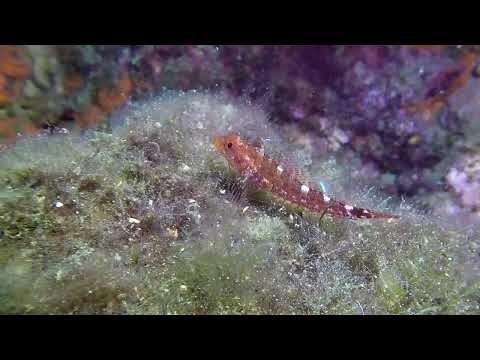 Tripterygion delaisi