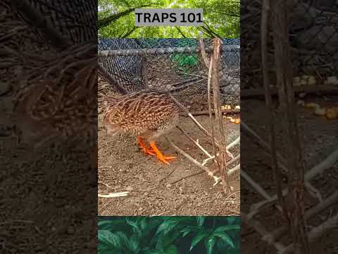 Survival Traps and Snares that WORK #survivalskills #fishing#hanting #bushcraft