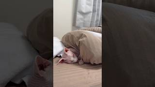 上手にベッドで眠る猫アレクサンドラ【スフィンクス】