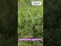 Видео превью