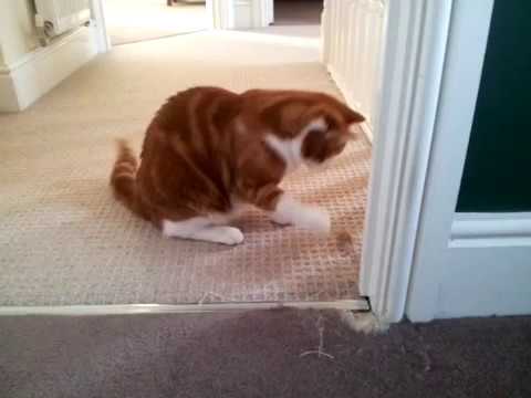 Help! Cats chewed the carpet. Cat damage carpet repairs.