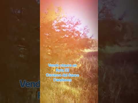 Vendo chacra muy completa 3has,  RUTA 33 KM 24.500 Carrasco del Sauce, Canelones #inmobiliariaexito