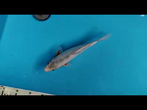 S 3472 02   ASAGI   30 CM   UNSEX   OGATA