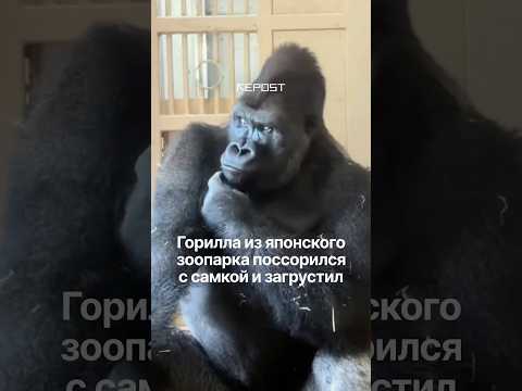 В японском зоопарке горилла по кличке Кийомаса поссорился со своей самкой и она выгнала его