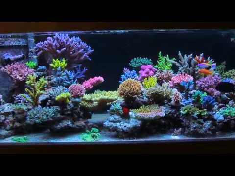 Krzysztof Tryc's reef tank - after 3 months with All in one biopellets