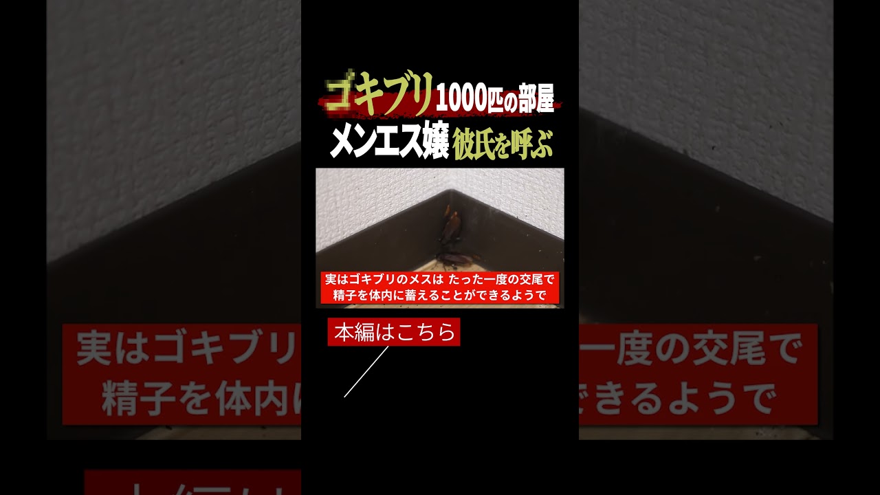 【閲覧注意】大阪メンエス嬢宅でゴキブリ大量発生！プロが限界!? 絶叫した衝撃現場｜ゴミ屋敷清掃 　#ゴミ屋敷 #ゴキブリ #片付けられない