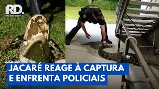 Jacaré Avança Contra Policiais Durante Captura e Assusta Moradores | Rastro da Notícia