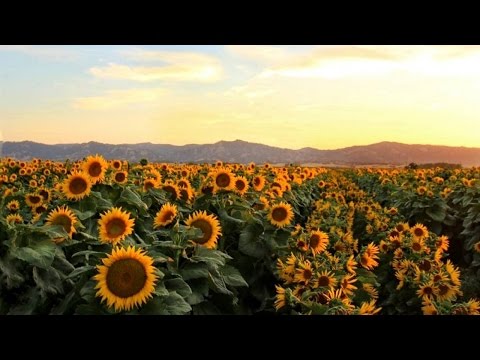 Why sunflowers follow the sun