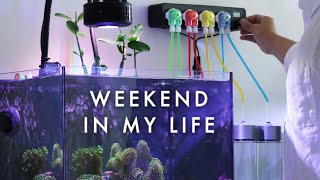 A Weekend in My Life | Making My Saltwater Reef Hobby More Enjoyable