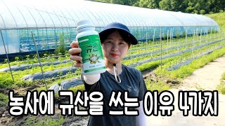 고추농사에 규산을 쓰는이유 (모든 농작물)