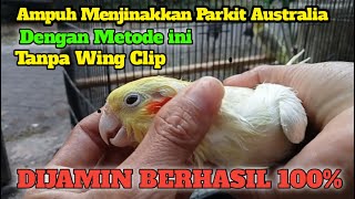 Download lagu SUPER EASY‼️HOW TO TAME AUSTRALIAN PARKETS WITHOUT WING CLIPS #howtotamingbirds #cocktail mp3