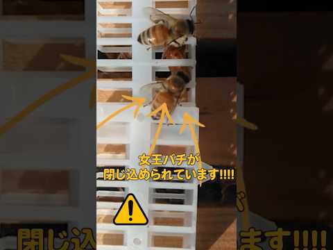 園芸 孤独なミツバチ