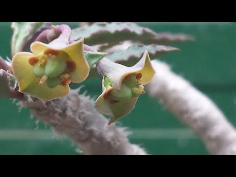 EUPHORBIA CAP-SAINTEMARENSIS . CAUDEX BASE FROM MADAGASCAR