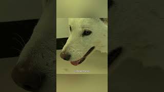 Dona Ajuda seu Cachorro a Sentir Seguro Novamente