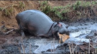 Angry Hippo Crushes Antelope