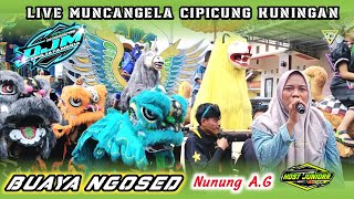 Download lagu BUAYA NGOSED || BUROK DJM ( DWI JAYA MUDA ) LIVE MUNCANGELA 02 FEBRUARI 2026 mp3