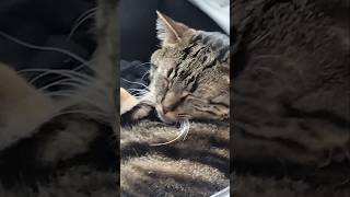 aw so cute 😻 #cat #catshort #catvideo #cataction #catlife #catmoment  #cute #cutecat #sleepingcat