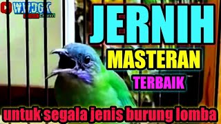 Download lagu JERNIH TEMBAKAN CUCAK CUNGKOK BETINA, masteran terbaik untuk semua jenis burung kicau mp3
